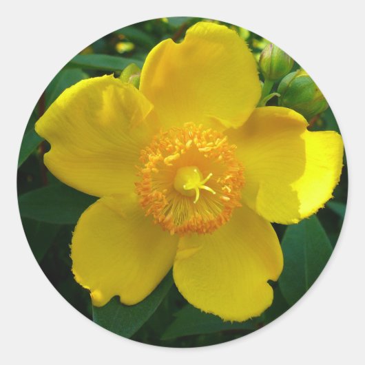 Hypericum Hidcote (sint-janskruid) Ronde Sticker (Voorkant)
