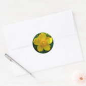 Hypericum Hidcote (sint-janskruid) Ronde Sticker (Envelop)