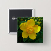 Hypericum Hidcote (Sint-Janskruid) Vierkante Button 5,1 Cm (Voorkant /achterkant)