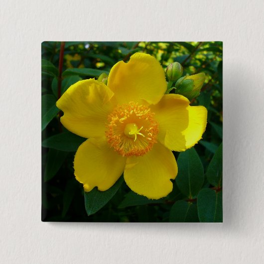 Hypericum Hidcote (Sint-Janskruid) Vierkante Button 5,1 Cm (Voorkant)