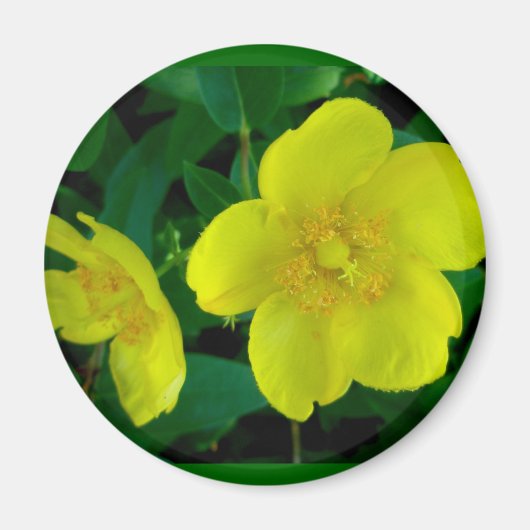 Hypericum Magnet (Voorkant)