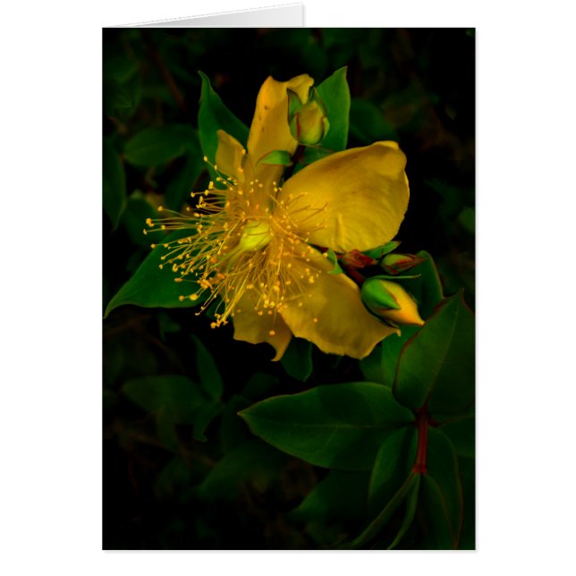 Hypernium (Voorkant)
