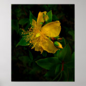 Hypernium-Flowers van de Mind Poster (Voorkant)