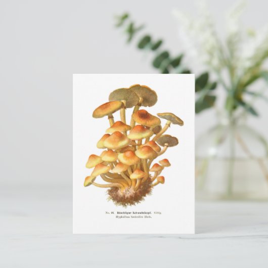 Hypholoma fasciculare briefkaart (Staand voorkant)