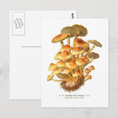 Hypholoma fasciculare briefkaart (Voorkant / Achterkant)