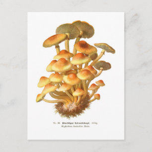 Hypholoma fasciculare briefkaart