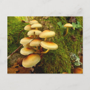 Hypholoma fasciculare Mushroom Briefkaart