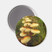 Hypholoma fasciculare Mushroom Magnet (Voorkant / Achterkant)