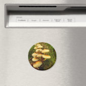 Hypholoma fasciculare Mushroom Magnet (Insitu (Vaatwasser))