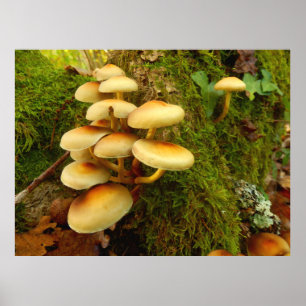 Hypholoma fasciculare Poster van paddenstoelen