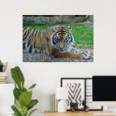 Hypnotische Tijger Poster (Thuiskantoor)