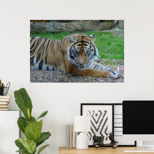 Hypnotische Tijger Poster (Thuiskantoor)