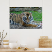 Hypnotische Tijger Poster (Keuken)