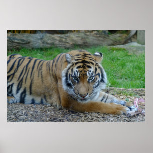 Hypnotische Tijger Poster