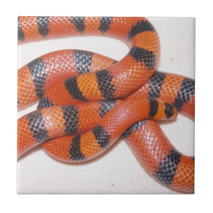 Hypo Honduran Milk Snake Milksnake Tegeltje