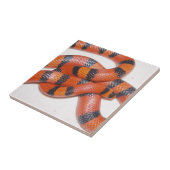 Hypo Honduran Milk Snake Milksnake Tegeltje (Zijkant)