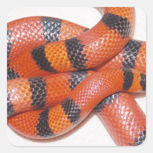 Hypo Hondurese Melkslang Milksnake Vierkante Sticker (Voorkant)