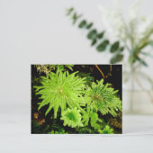 Hypopterygiumarbuscula (Kikkers' Umbrella Moss) Briefkaart (Staand voorkant)