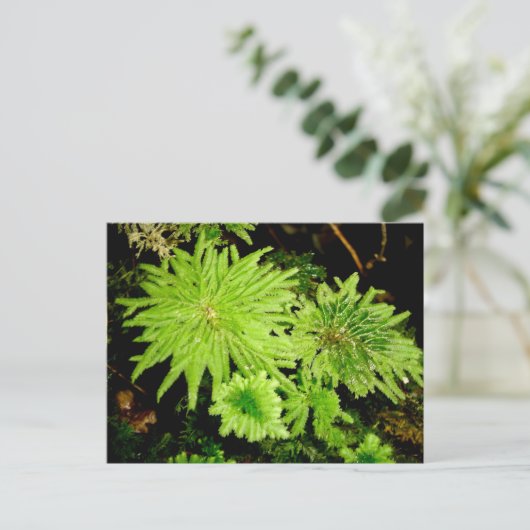 Hypopterygiumarbuscula (Kikkers' Umbrella Moss) Briefkaart (Staand voorkant)