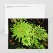 Hypopterygiumarbuscula (Kikkers' Umbrella Moss) Briefkaart (Voorkant / Achterkant)