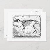 Hyracotherium venticolum art briefkaart (Voorkant / Achterkant)