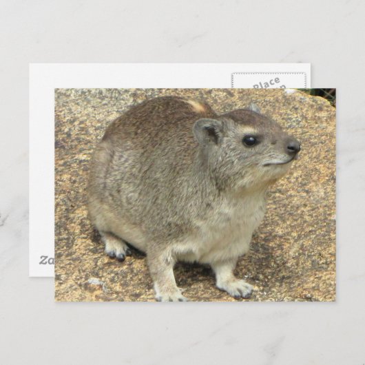 Hyrax Briefkaart (Voorkant / Achterkant)