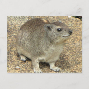 Hyrax Briefkaart