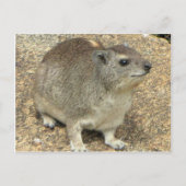 Hyrax Briefkaart (Voorkant)