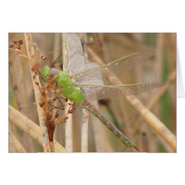 I1 Groene Dragonfly