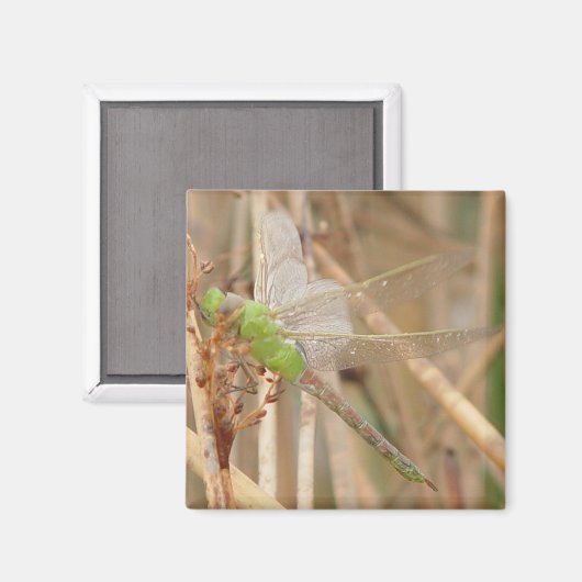 I1 Groene Dragonfly Magneet (Voorkant / Achterkant)