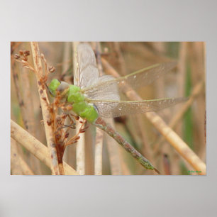 I1 Groene Dragonfly Poster