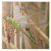 I1 Groene Dragonfly Tegeltje (Voorkant)