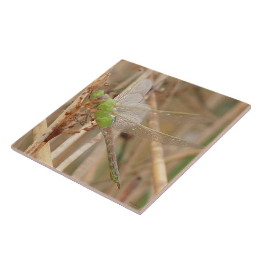 I1 Groene Dragonfly Tegeltje (Zijkant)