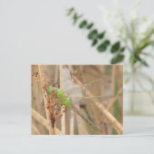 I1 Groene Libel Briefkaart (Staand voorkant)