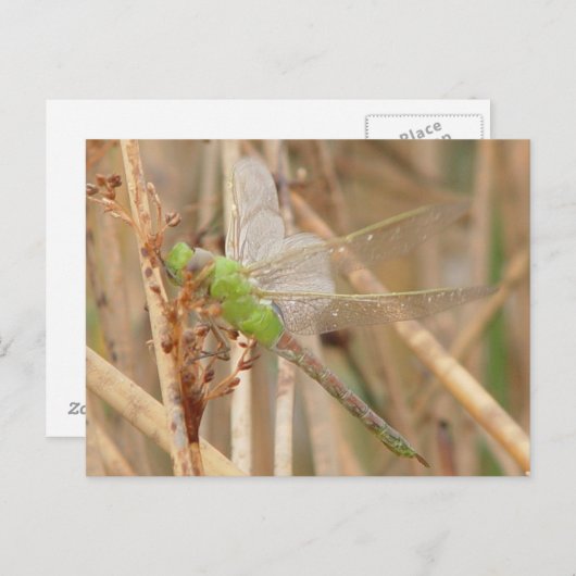 I1 Groene Libel Briefkaart (Voorkant / Achterkant)