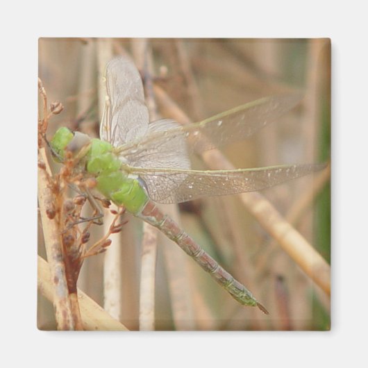 I1 Groene Libel Magneet (Voorkant)
