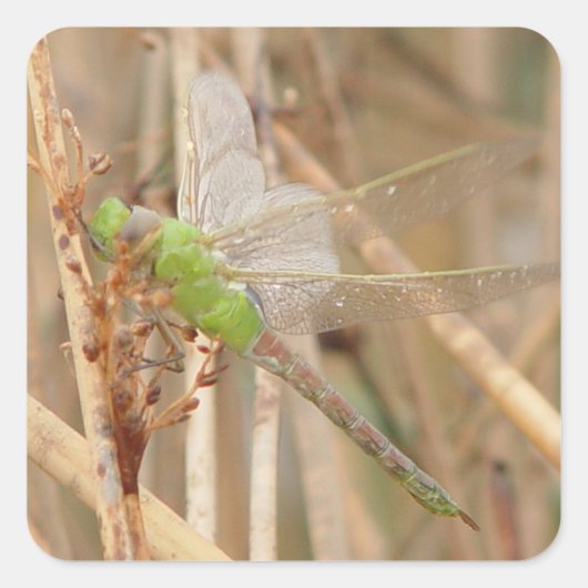 I1 Groene Libel Vierkante Sticker (Voorkant)