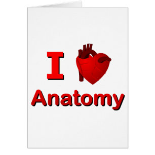 I < 3 anatomie
