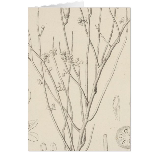 I Canotia holacantha (Voorkant)