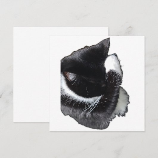 I Can't Even Right Meow (Voorkant / Achterkant)