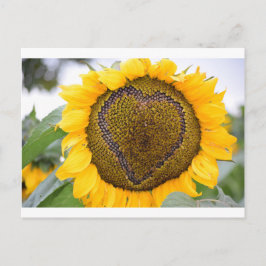 I de Zonnebloem van het Hart Briefkaart