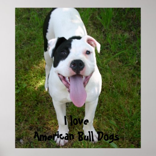 I Love American Bull Dogs Poster (Voorkant)