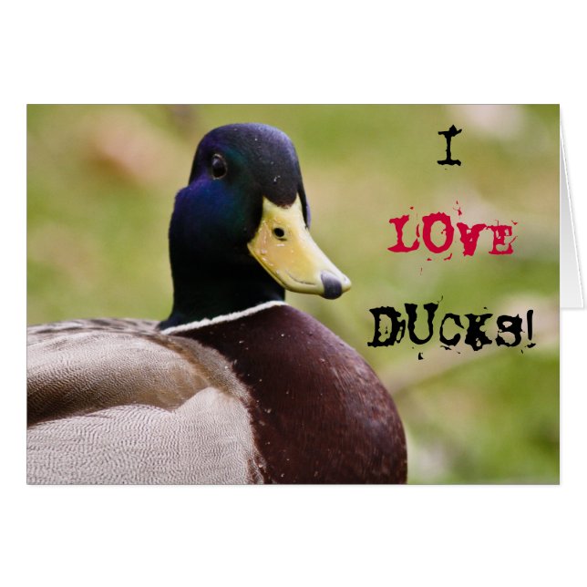 I Love Ducks Card (Voorkant Horizontaal)