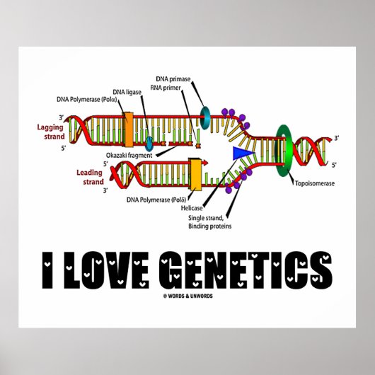 I Love Genetics (DNA Replication) Poster (Voorkant)