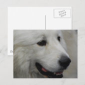 I Love Great Pyreneeën Briefkaart (Voorkant / Achterkant)