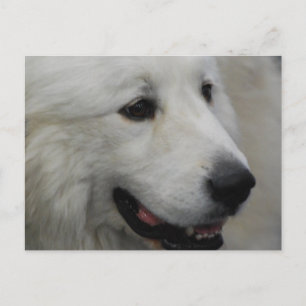 I Love Great Pyreneeën Briefkaart