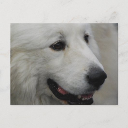 I Love Great Pyreneeën Briefkaart (Voorkant)