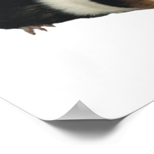 I Love Guinee Pigs Poster (Hoek)