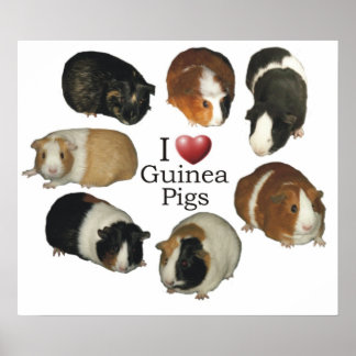 I Love Guinee Pigs Poster
