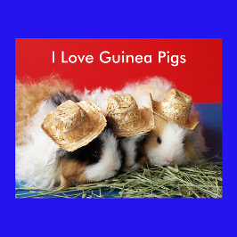 I Love Guinee Pigs Poster